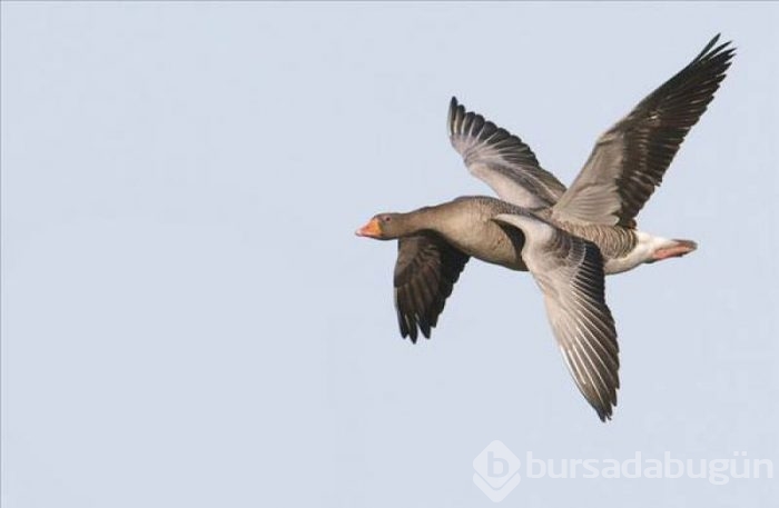 Doğru anlarda çekilmiş fotoğraflar