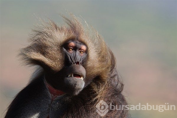 2016 National Geographic yarışmasından en iyi kareler
