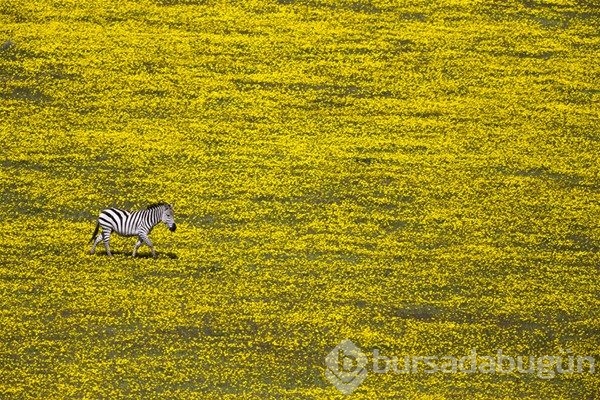 2016 National Geographic yarışmasından en iyi kareler