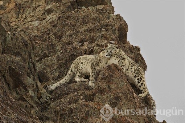 2016 National Geographic yarışmasından en iyi kareler