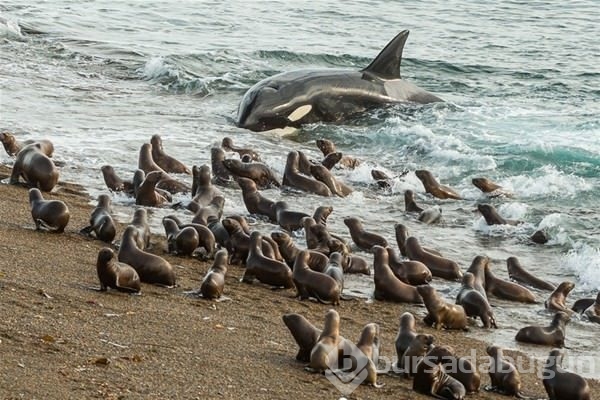 2016 National Geographic yarışmasından en iyi kareler