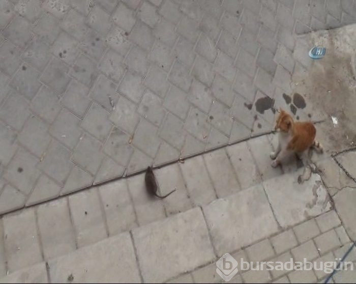 Kediye kafa tutan fare