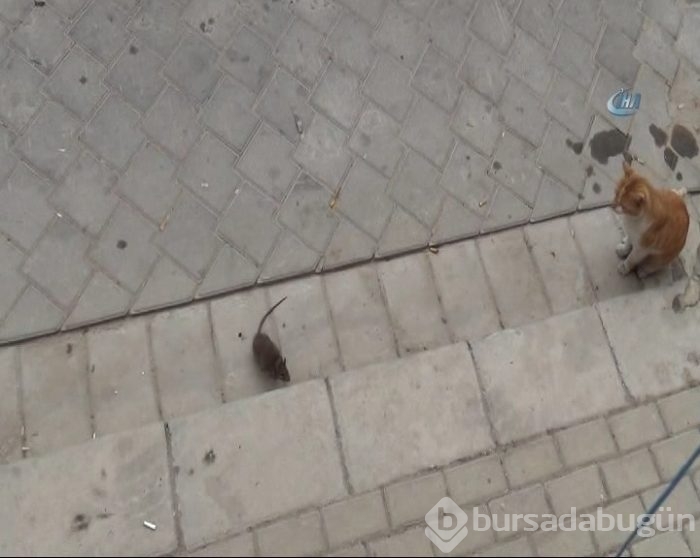 Kediye kafa tutan fare