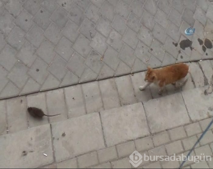 Kediye kafa tutan fare