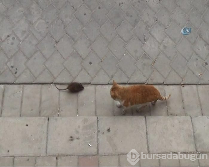 Kediye kafa tutan fare