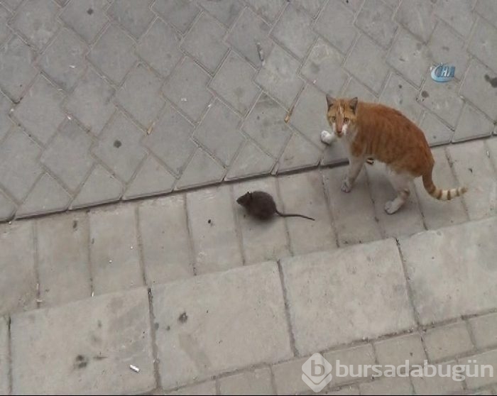 Kediye kafa tutan fare