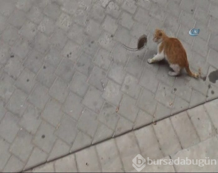 Kediye kafa tutan fare