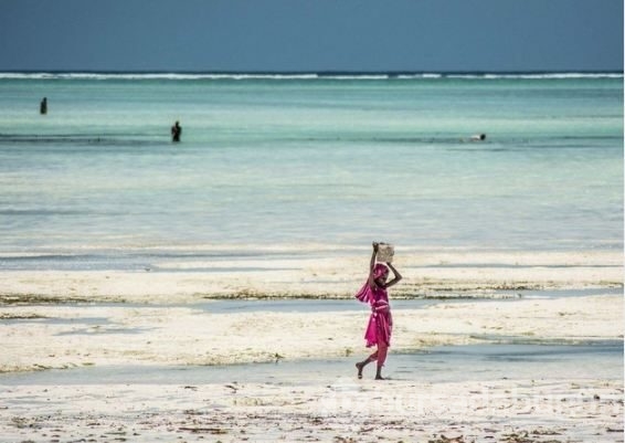 Zanzibar'ın ahtapot avcıları