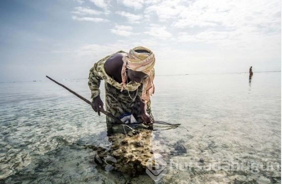 Zanzibar'ın ahtapot avcıları