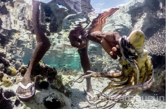 Zanzibar'ın ahtapot avcıları