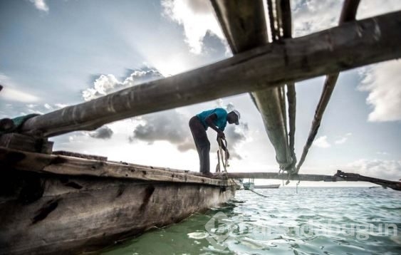 Zanzibar'ın ahtapot avcıları