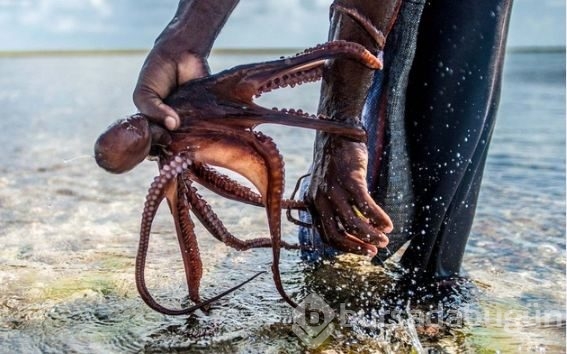Zanzibar'ın ahtapot avcıları