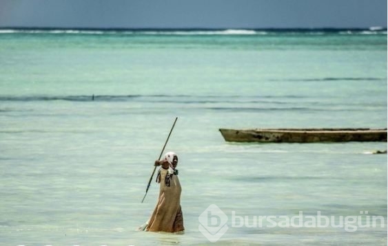 Zanzibar'ın ahtapot avcıları