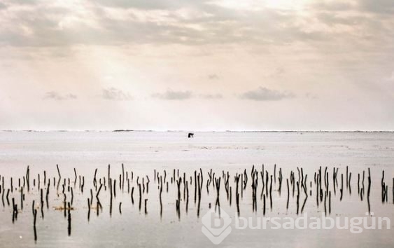 Zanzibar'ın ahtapot avcıları