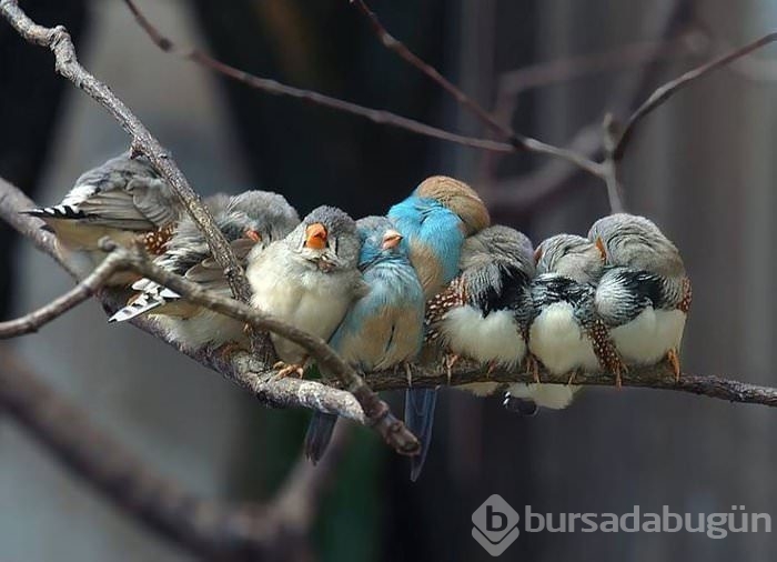Dünyanın en şirin kuşları!