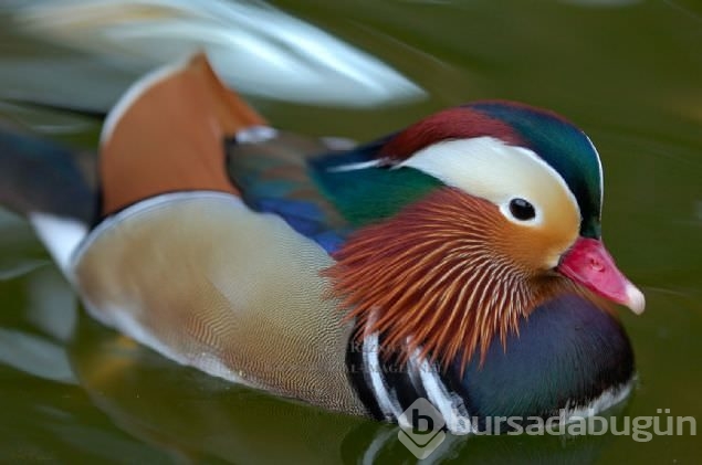 Sadakat ve sevginin sembolü mandarin ördekleri