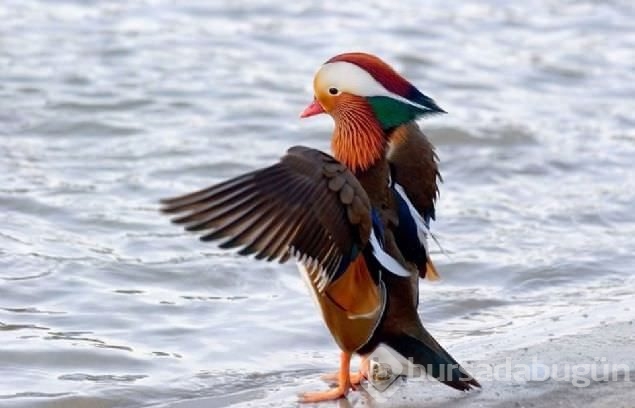 Sadakat ve sevginin sembolü mandarin ördekleri