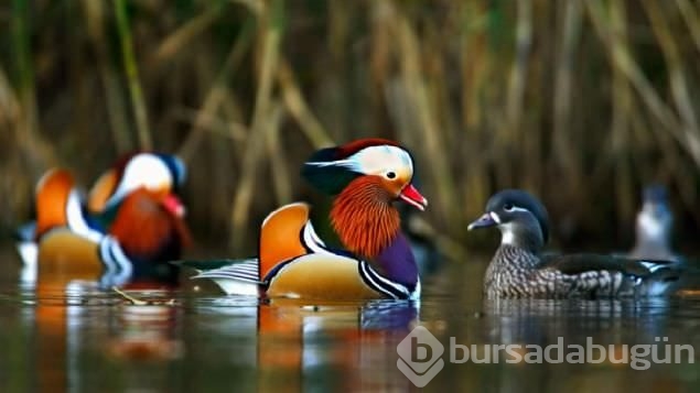 Sadakat ve sevginin sembolü mandarin ördekleri