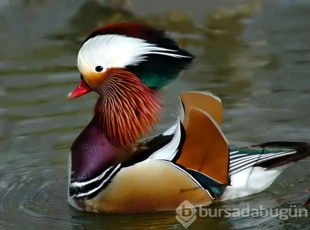 Sadakat ve sevginin sembolü mandarin ördekleri
