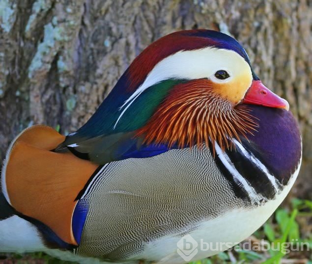 Sadakat ve sevginin sembolü mandarin ördekleri