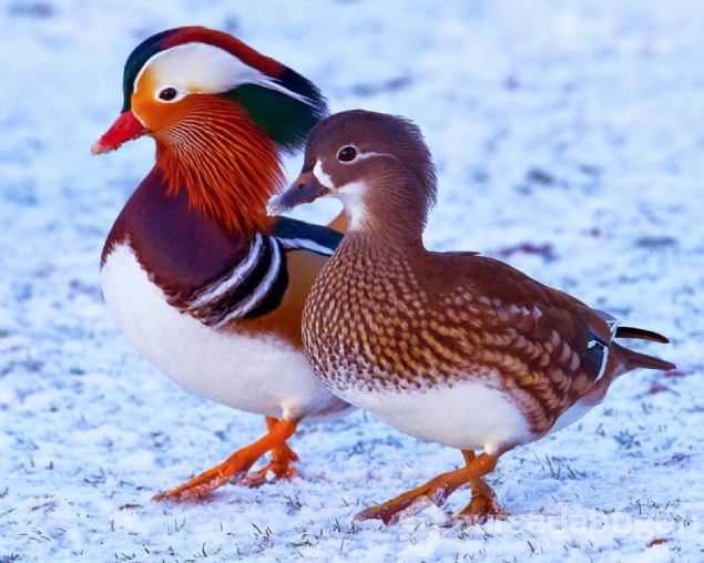 Sadakat ve sevginin sembolü mandarin ördekleri