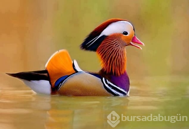 Sadakat ve sevginin sembolü mandarin ördekleri