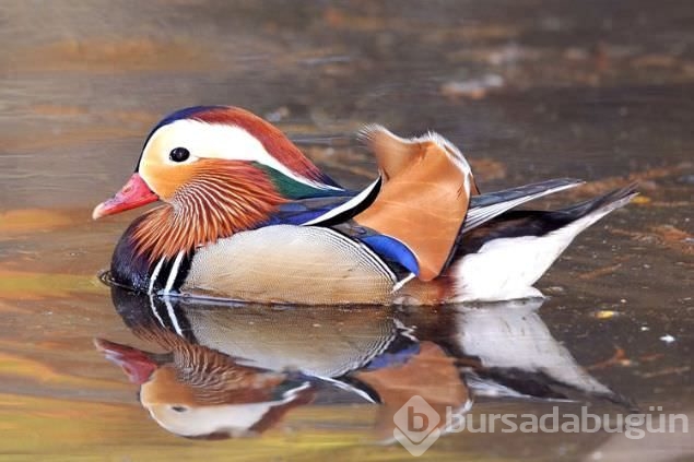 Sadakat ve sevginin sembolü mandarin ördekleri