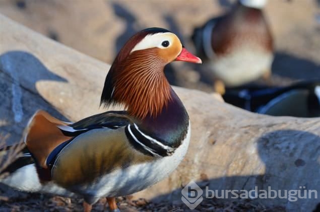 Sadakat ve sevginin sembolü mandarin ördekleri
