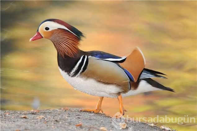 Sadakat ve sevginin sembolü mandarin ördekleri