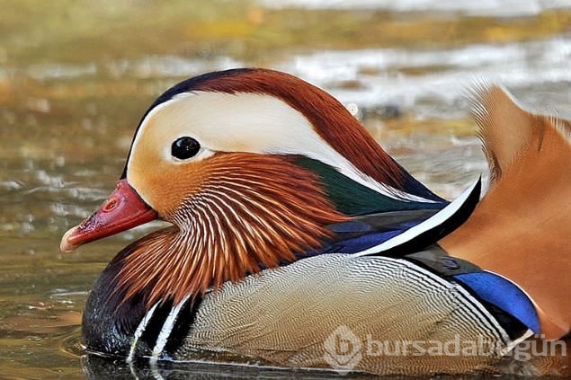 Sadakat ve sevginin sembolü mandarin ördekleri