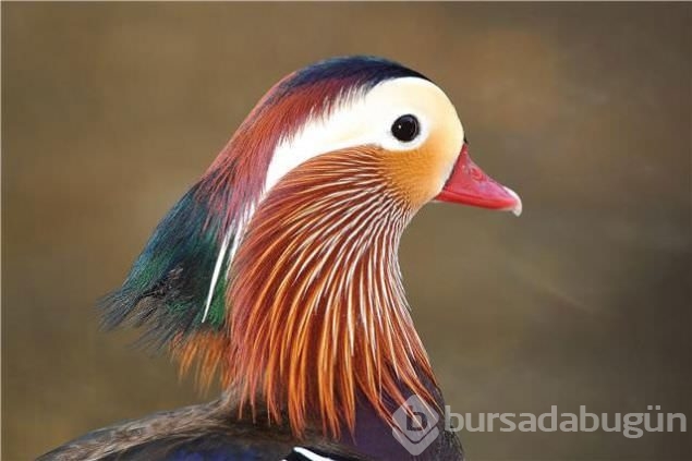 Sadakat ve sevginin sembolü mandarin ördekleri
