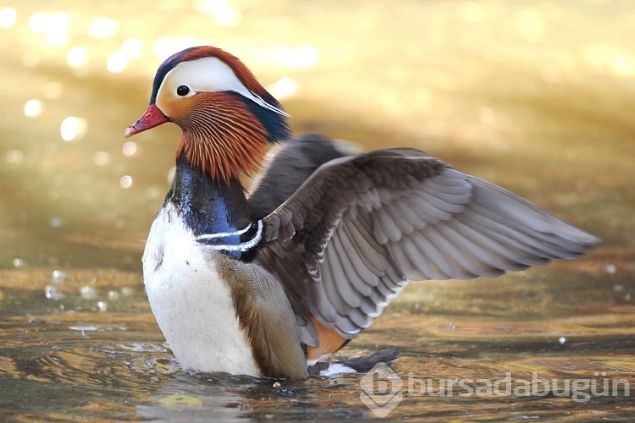 Sadakat ve sevginin sembolü mandarin ördekleri