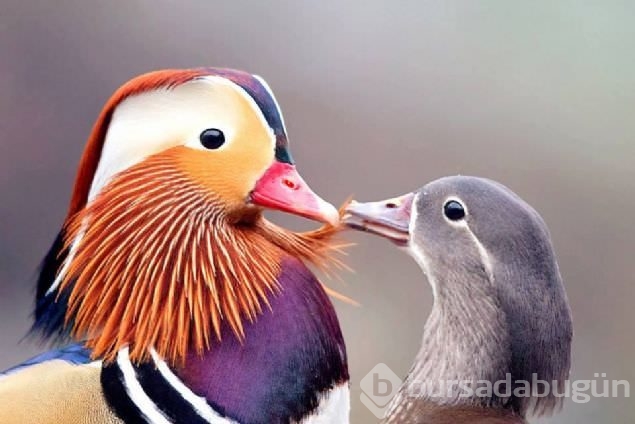 Sadakat ve sevginin sembolü mandarin ördekleri