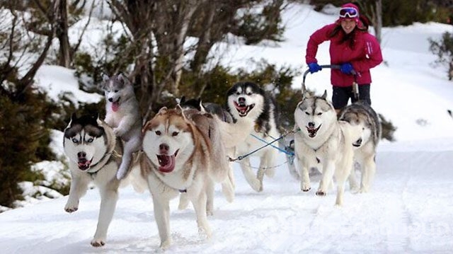 Ağaçta kalan köpek fenomen oldu