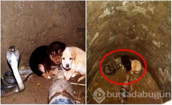 Bu fotoğraflar içinizi ısıtacak