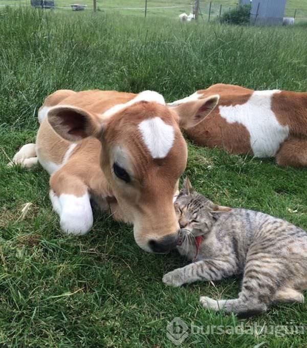 Bu fotoğraflar içinizi ısıtacak
