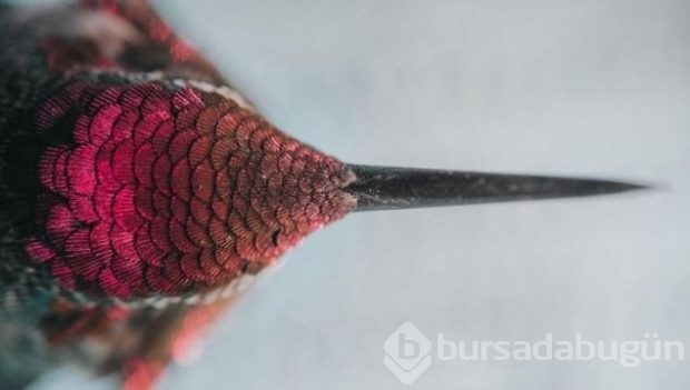2016 National Geographic'de en iyi doğa fotoğrafları