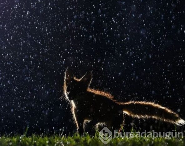 2016 National Geographic'de en iyi doğa fotoğrafları