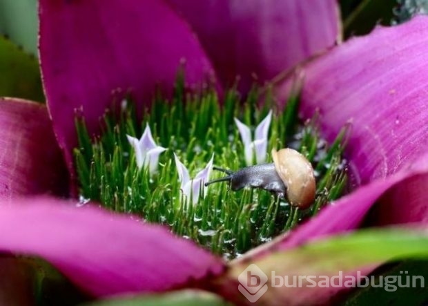2016 National Geographic'de en iyi doğa fotoğrafları