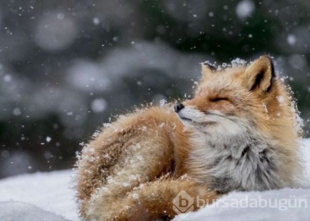 2016 National Geographic'de en iyi doğa fotoğrafları