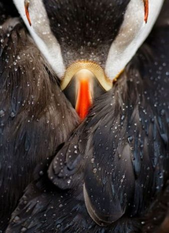 2016 National Geographic'de en iyi doğa fotoğrafları