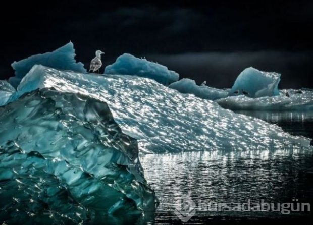 2016 National Geographic'de en iyi doğa fotoğrafları