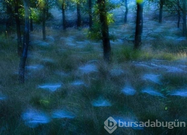 2016 National Geographic'de en iyi doğa fotoğrafları