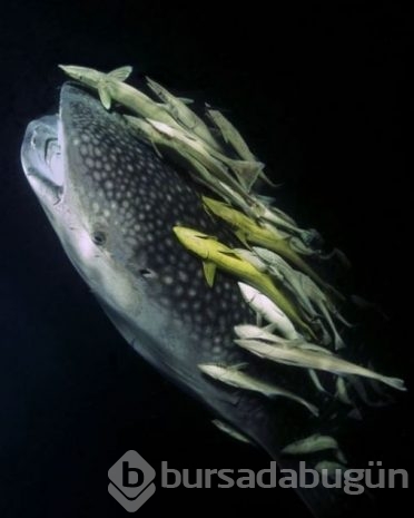 2016 National Geographic'de en iyi doğa fotoğrafları