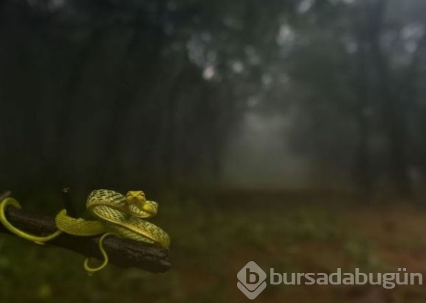 2016 National Geographic'de en iyi doğa fotoğrafları
