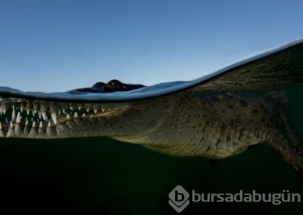 2016 National Geographic'de en iyi doğa fotoğrafları