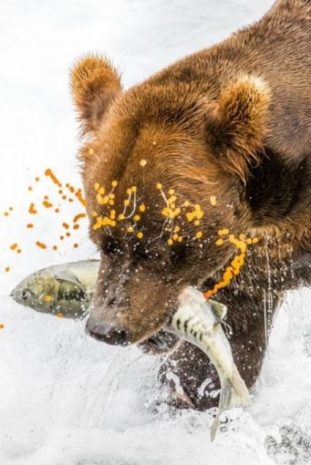 2016 National Geographic'de en iyi doğa fotoğrafları