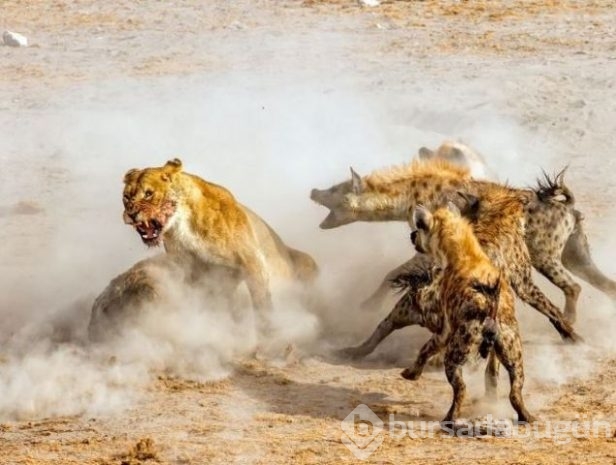 2016 National Geographic'de en iyi doğa fotoğrafları