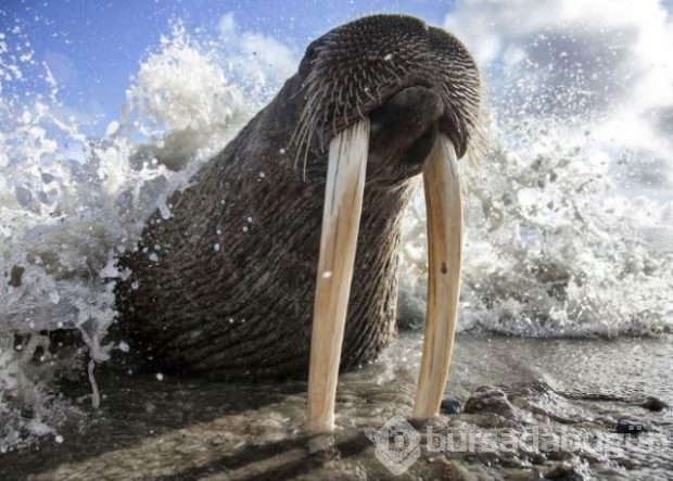 2016 National Geographic'de en iyi doğa fotoğrafları