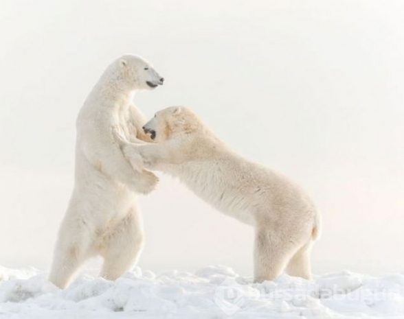2016 National Geographic'de en iyi doğa fotoğrafları